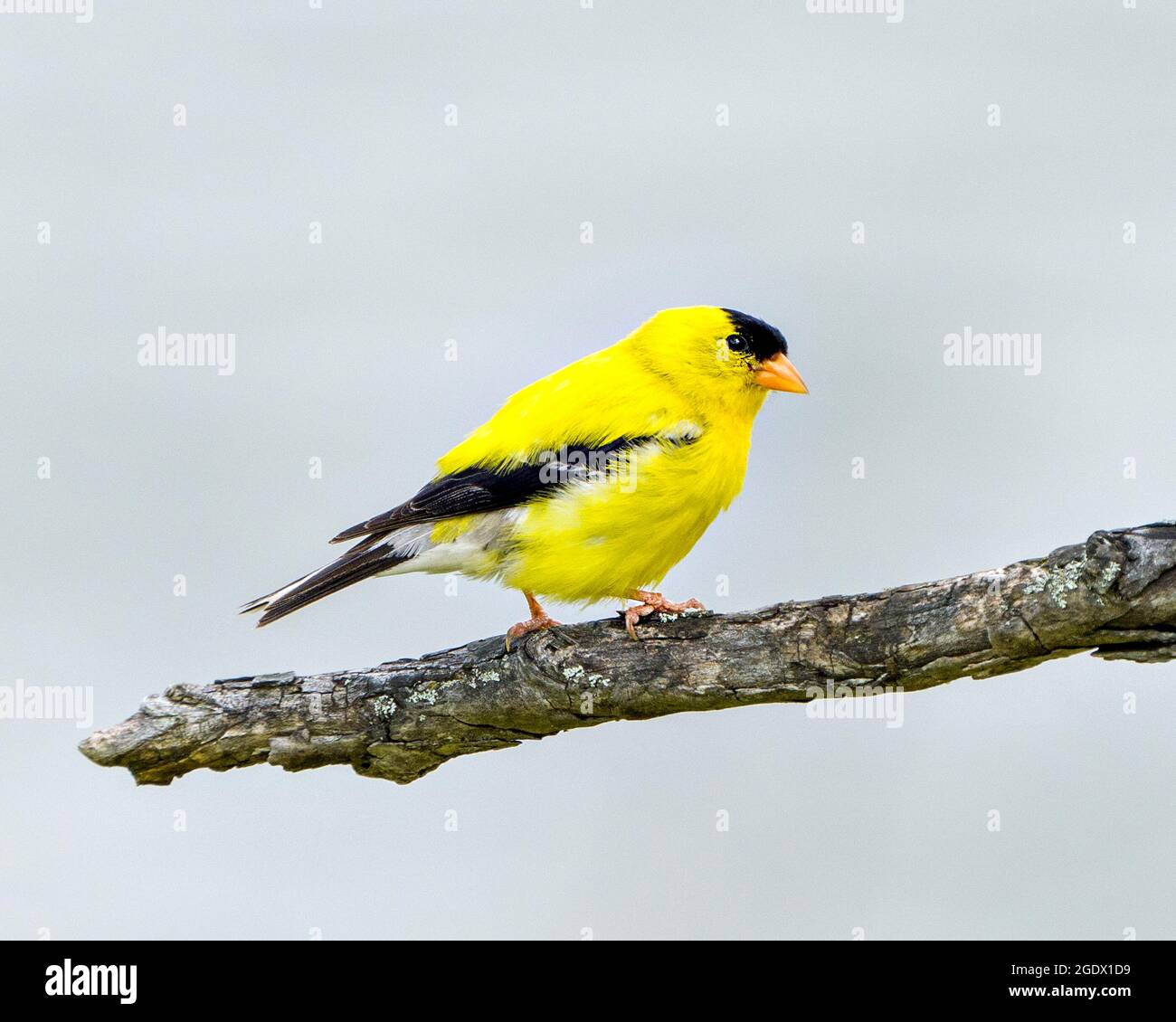 Goldfink Vogel thront auf einem Zweig mit blauem Himmel Hintergrund in seiner Umgebung und Lebensraum um die Anzeige gelben Gefieder Feder. Stockfoto
