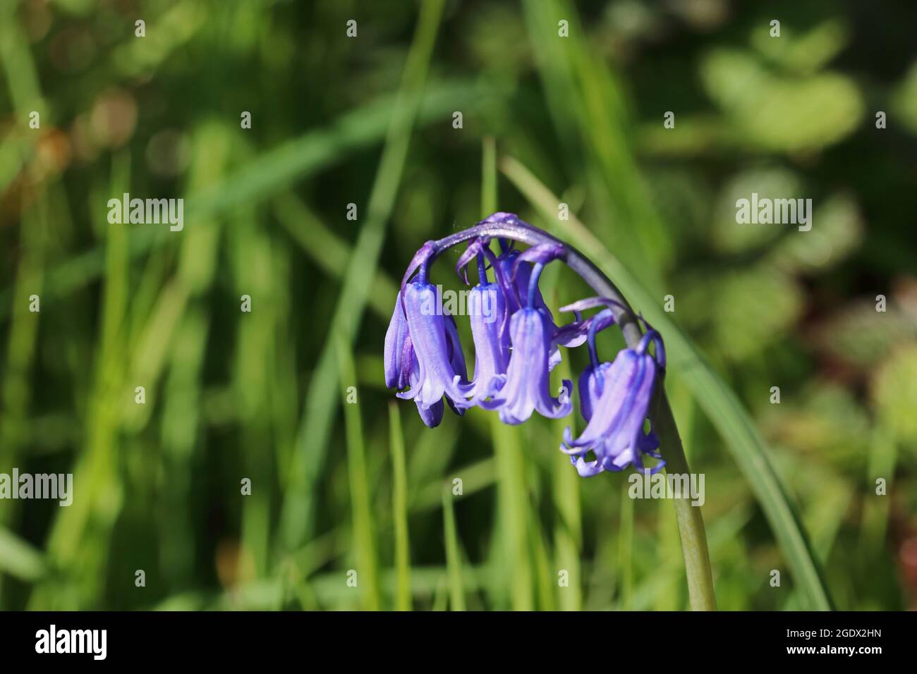 Gemeinsamen Bluebell (Hyacinthoides non-Scripta) Stockfoto