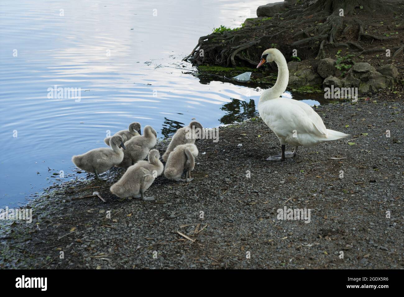 Anmutiger Schwan bewacht seine Familie am Ufer eines idyllischen Sees und schützt das Familienleben Stockfoto