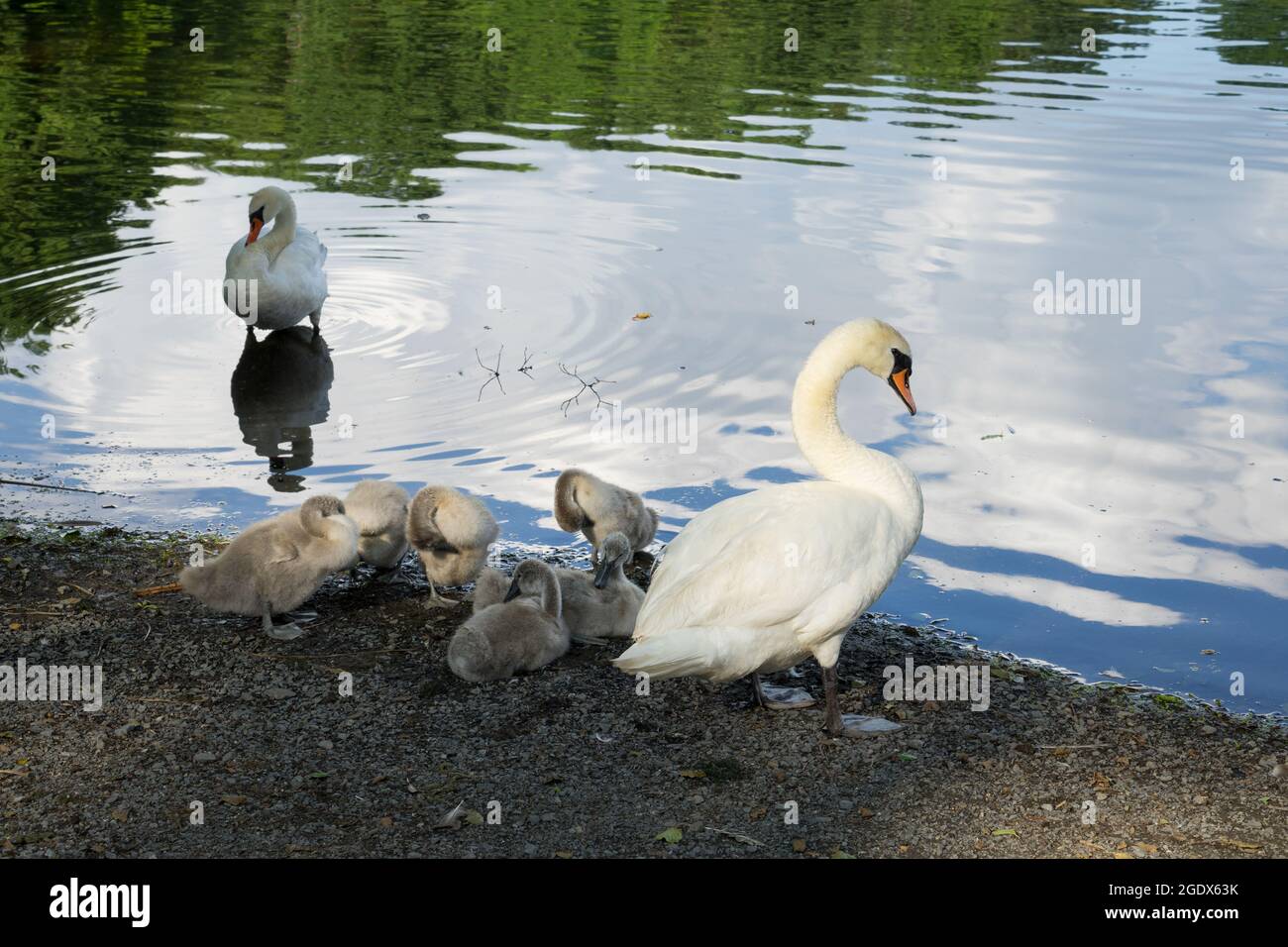 Anmutige Schwäne mit niedlichen jungen Tieren am Ufer eines Sees schützten Familienleben Stockfoto