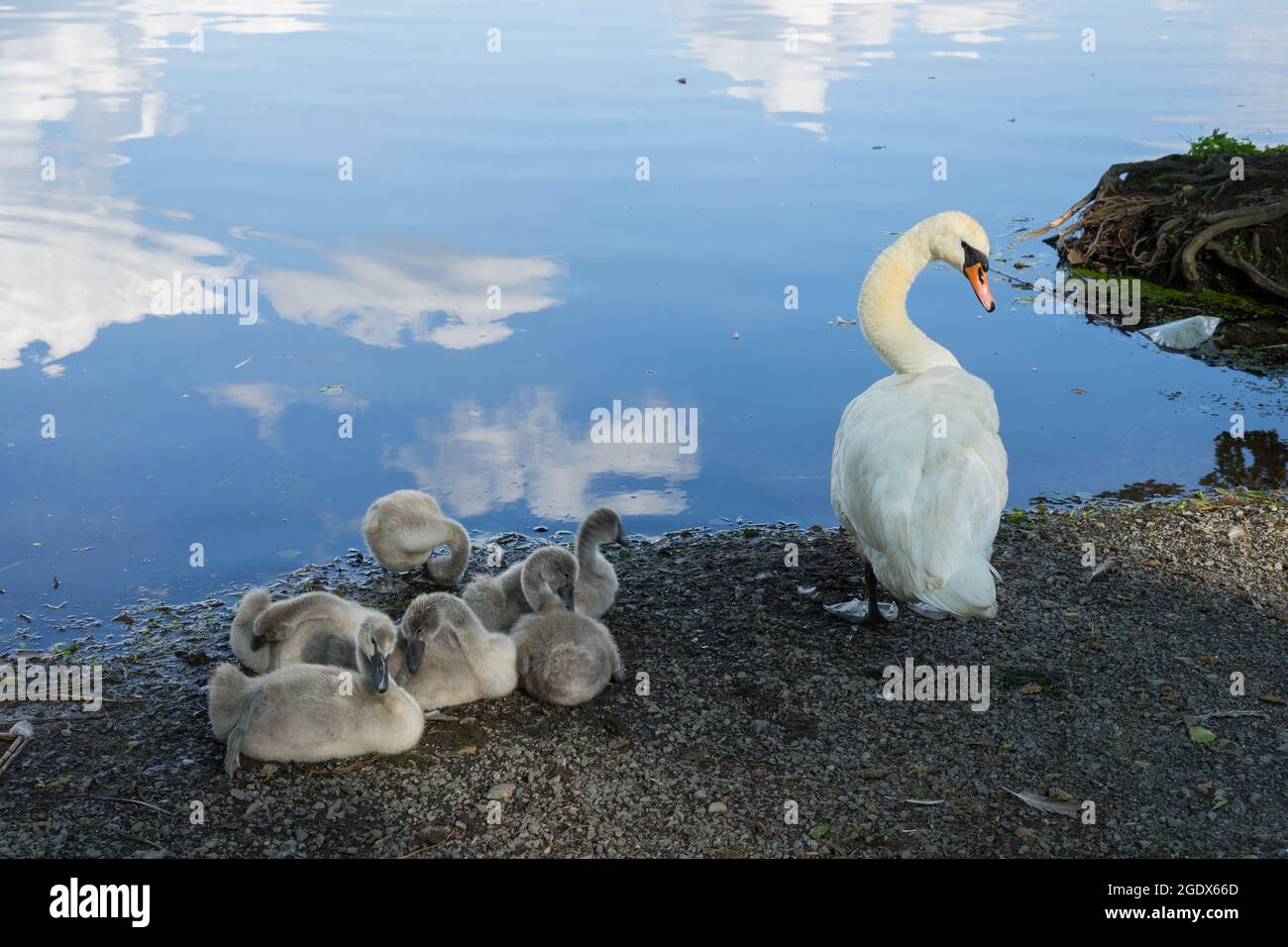 Anmutiger Schwan und niedliche Cygnets am Ufer eines Sees schützten das Familienleben Stockfoto