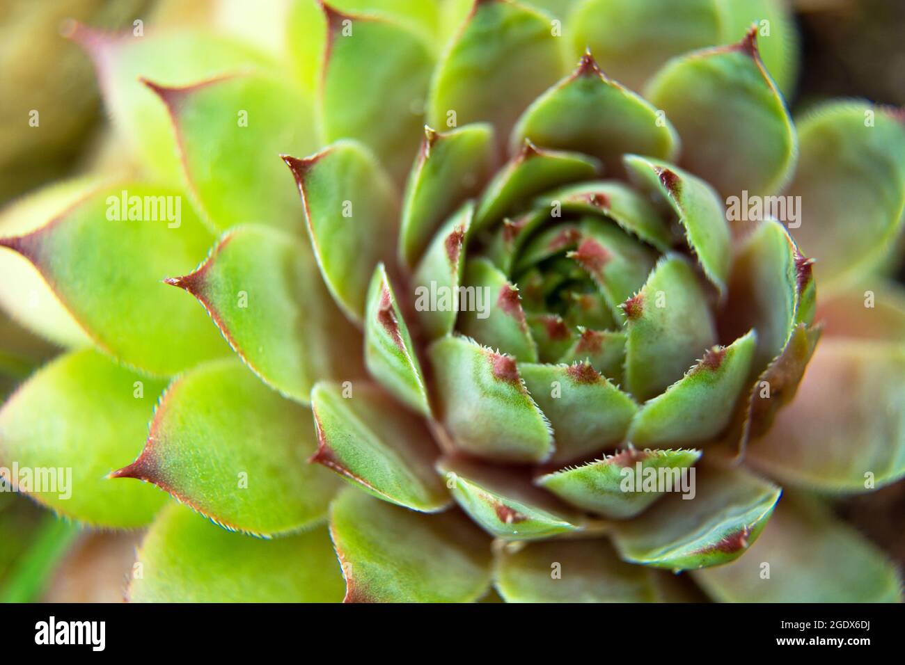 Sempervivum tectorum Pflanze auf Steingarten, Draufsicht, Sommertag Stockfoto