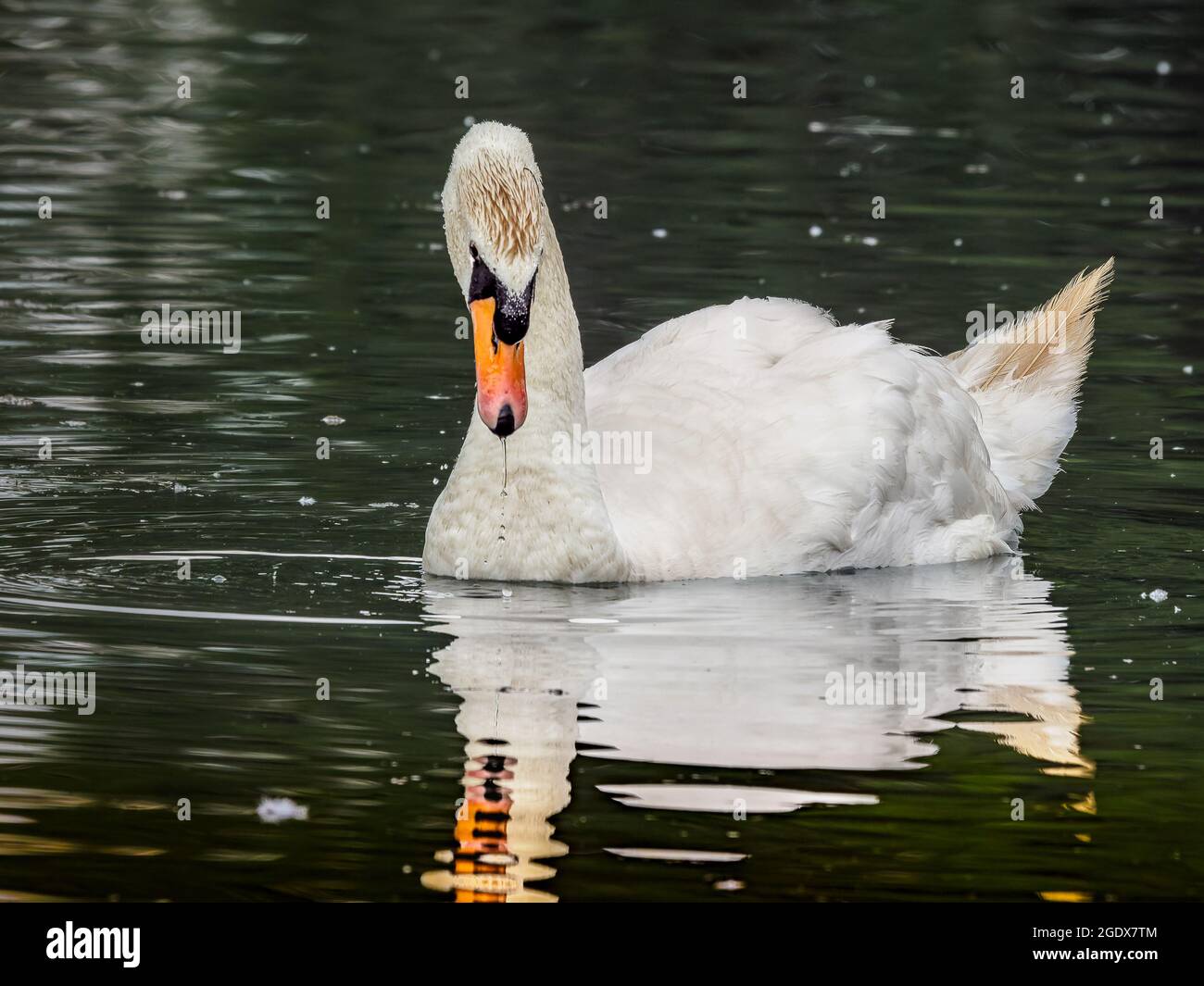 Ein wunderschöner weißer stummer Schwan (Cygnus olor), der auf einem See sitzt, Wassertröpfchen, die vom Schnabel kommen und im Wasser reflektiert werden. Stockfoto