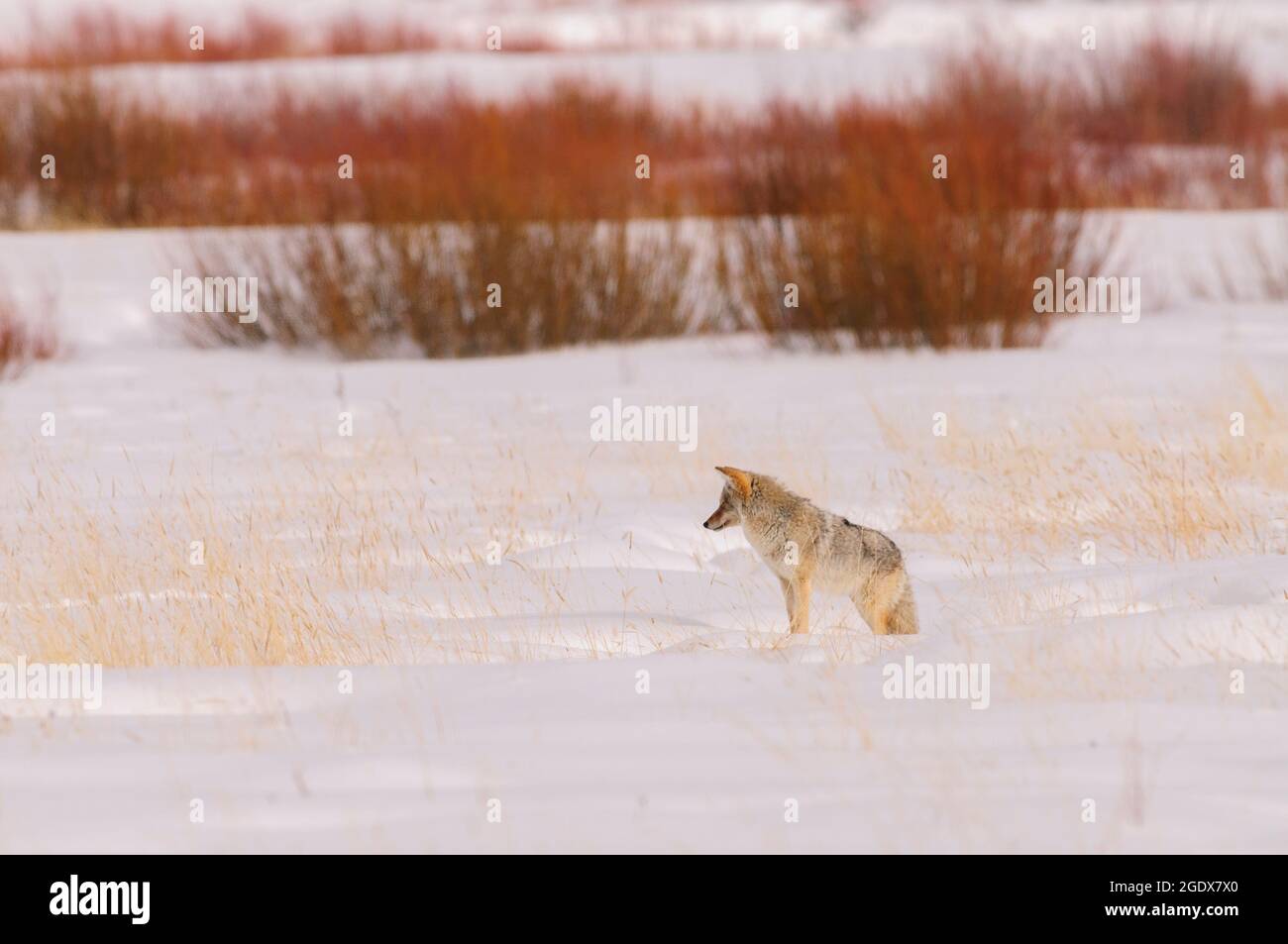 Coyote in einer Prärielandschaft mit Schnee, Gräser im warmen Abendlicht. Stockfoto