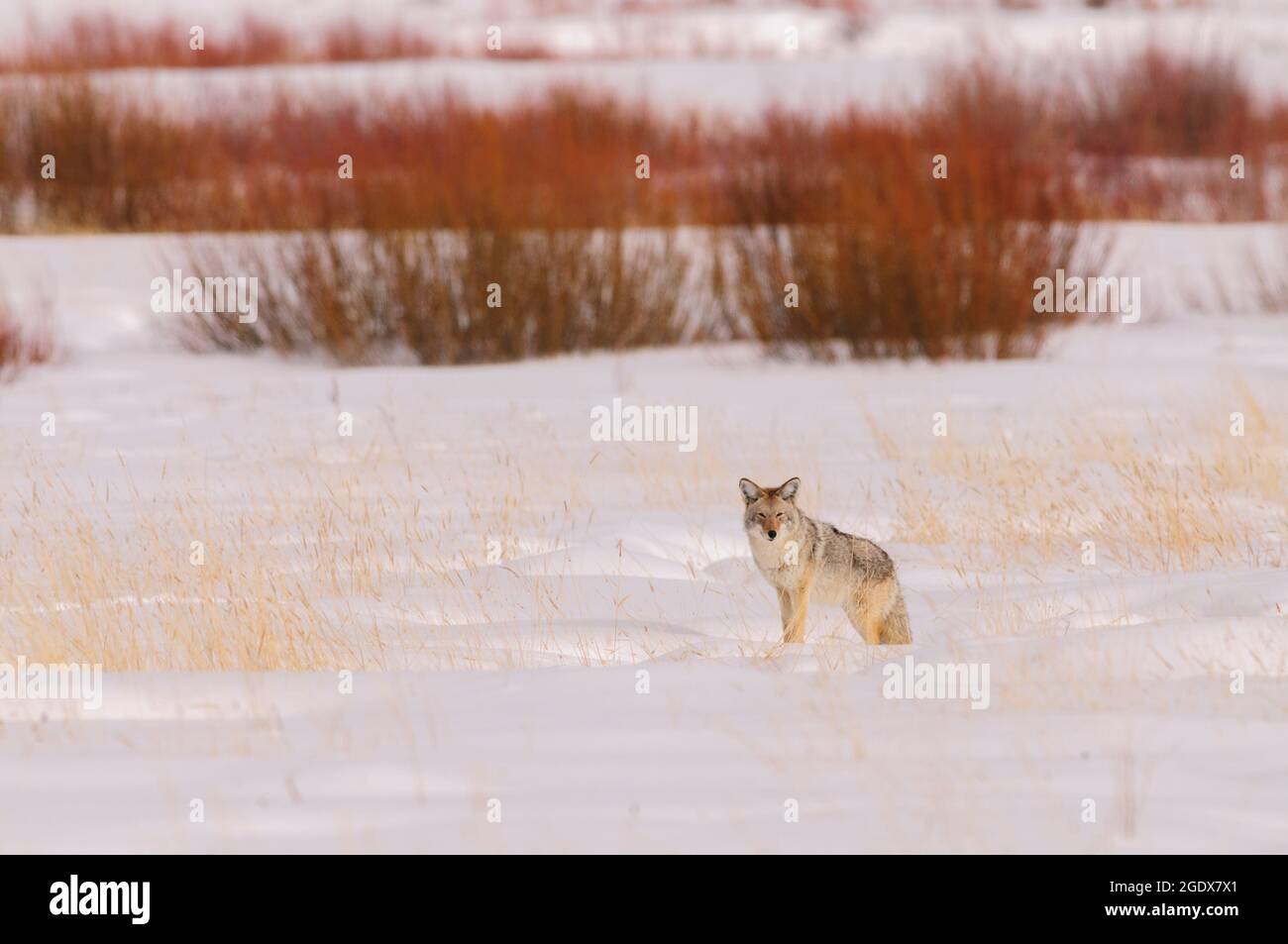 Coyote in einer Prärielandschaft mit Schnee, Gräser im warmen Abendlicht. Stockfoto