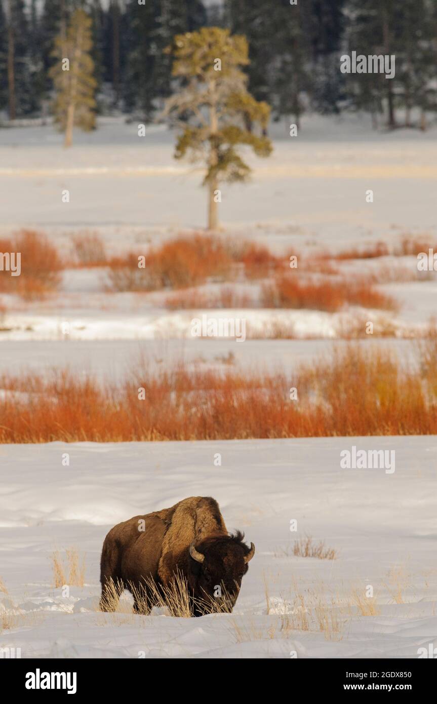 Bison oder Buffalo in einer Prärielandschaft mit Schnee, Gräsern und Bäumen am Horizont bei warmem Abendlicht. Stockfoto
