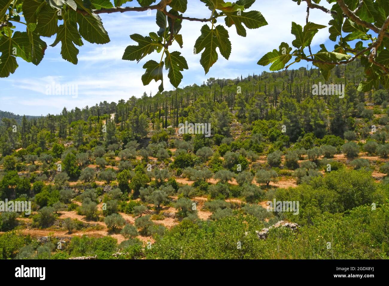 Berge und Wälder Jerusalems. Israel Stockfoto