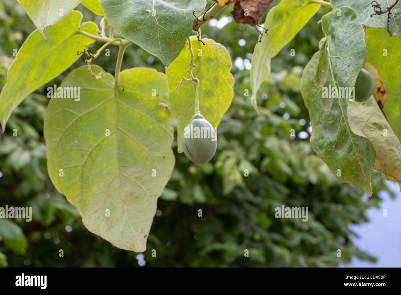 Tamarillo-Pflanze mit grünen Früchten und Blättern. Solanum betaceum. Stockfoto