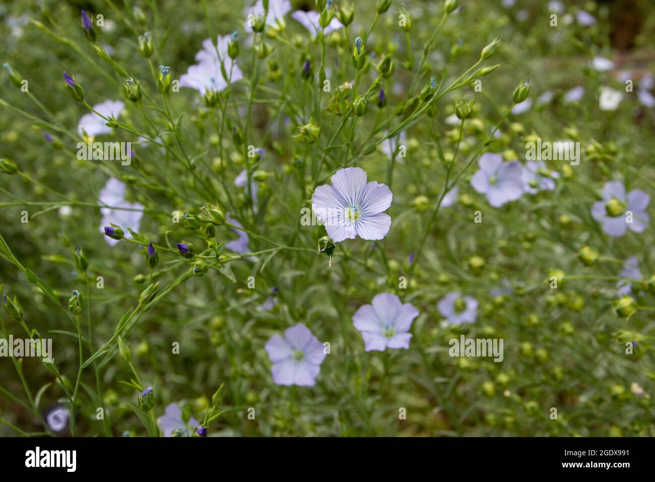 Linum usitatissimum auf dem Feld. Flachsblaue Blüten und Knospen.Leinenstoff Pflanze. Stockfoto