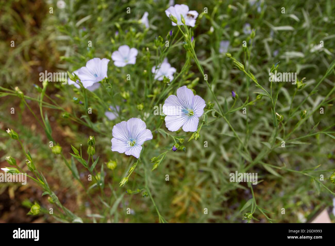 Flachs blaue Blumen und Knospen.Leinenstoff Pflanze.Linum usitatissimum auf dem Feld. Stockfoto