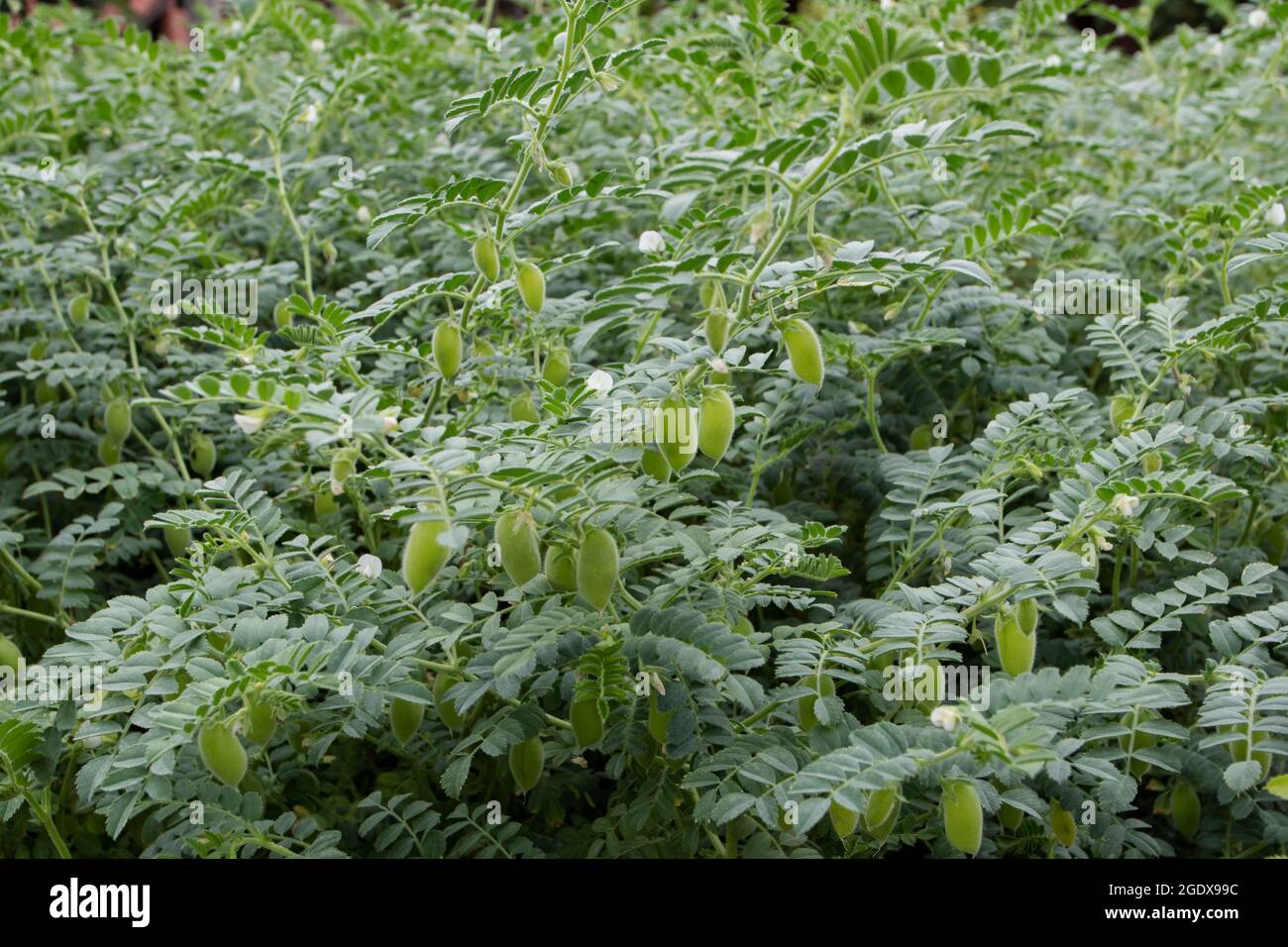 Kichererbsen- oder Kichererbsen- oder Cicer arietinum-Pflanzen mit Früchten und weißen Blüten Stockfoto