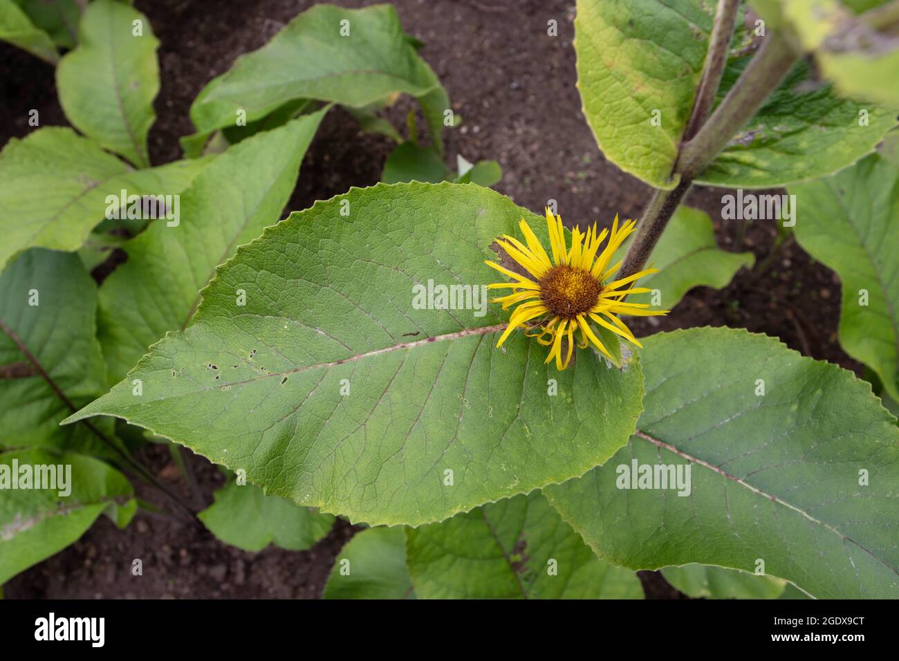 Elektampan- oder Pferdeheiler- oder Elfdock- oder Inula-helenium-Pflanze mit Blättern und leuchtend gelbem Blütenkopf Stockfoto