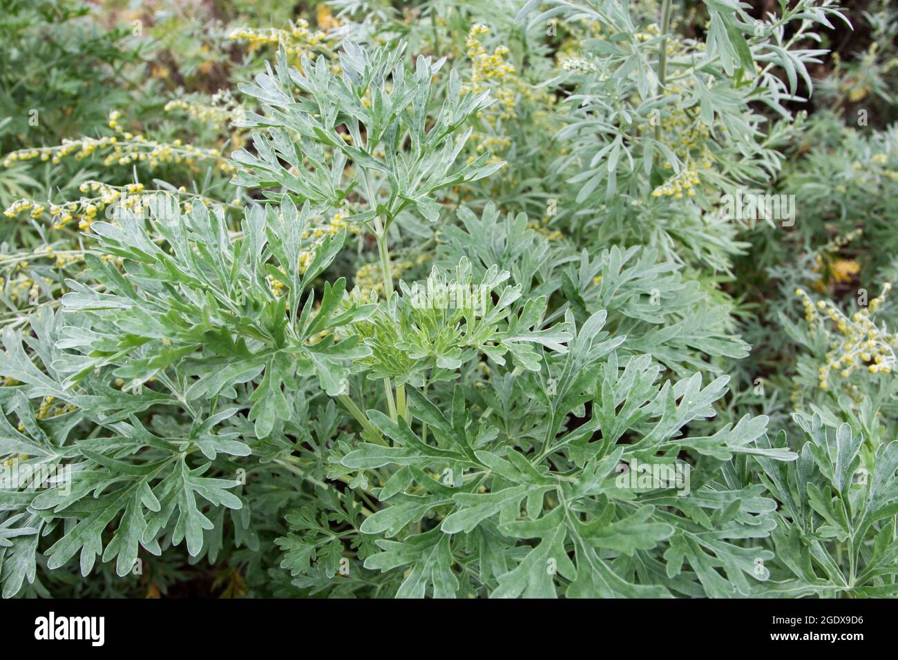 Artemisia absinthium. Große Wermut- oder Absinth-Sageworth- oder Absinthium-blühende Pflanze. Stockfoto