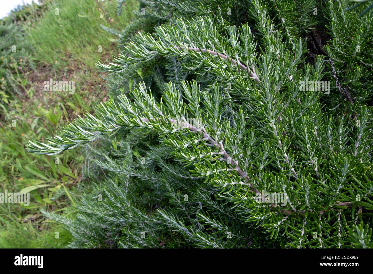 Salvia rosmarinus aromatische Pflanze. Rosmarinzweige mit duftenden, immergrünen Blättern. Stockfoto