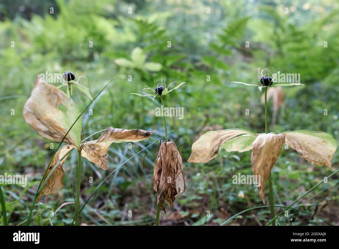 Paris, eine giftige, tödliche und gefährliche Waldmehrjährige, kann mit Blaubeeren verwechselt werden. Stockfoto