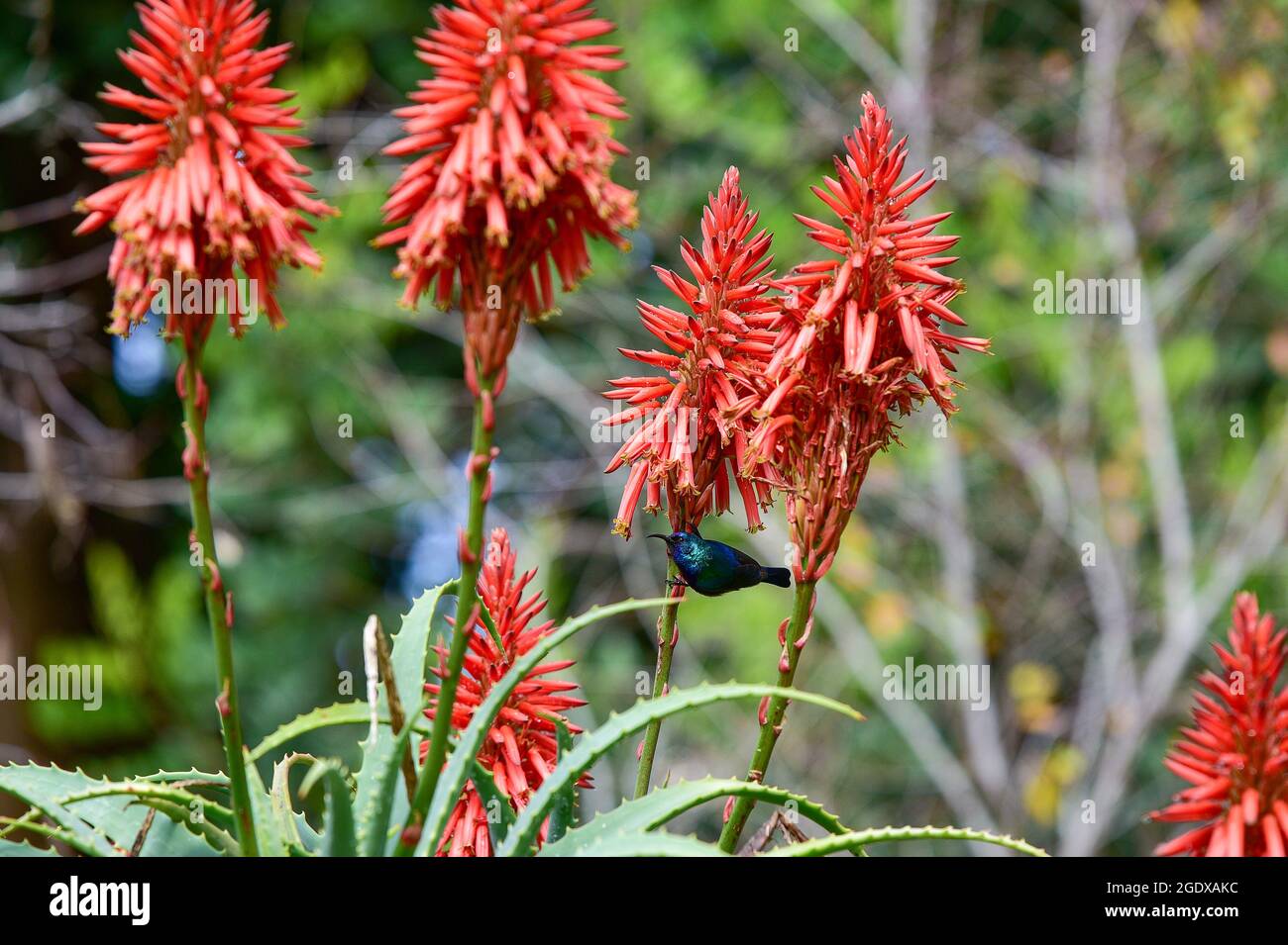 Blühende Aloe Vera mit einem palästinensischen Nektary Bird. Stockfoto