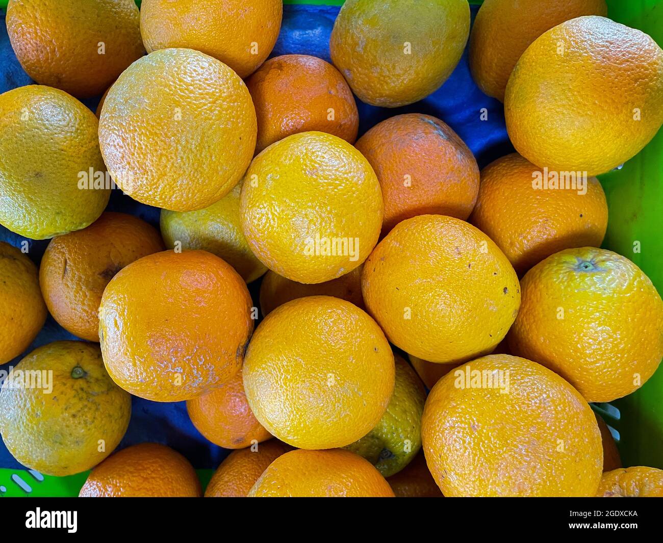 Frische und saftige Orangen, die im Regal eines Gemüseladens zusammengehalten werden Stockfoto
