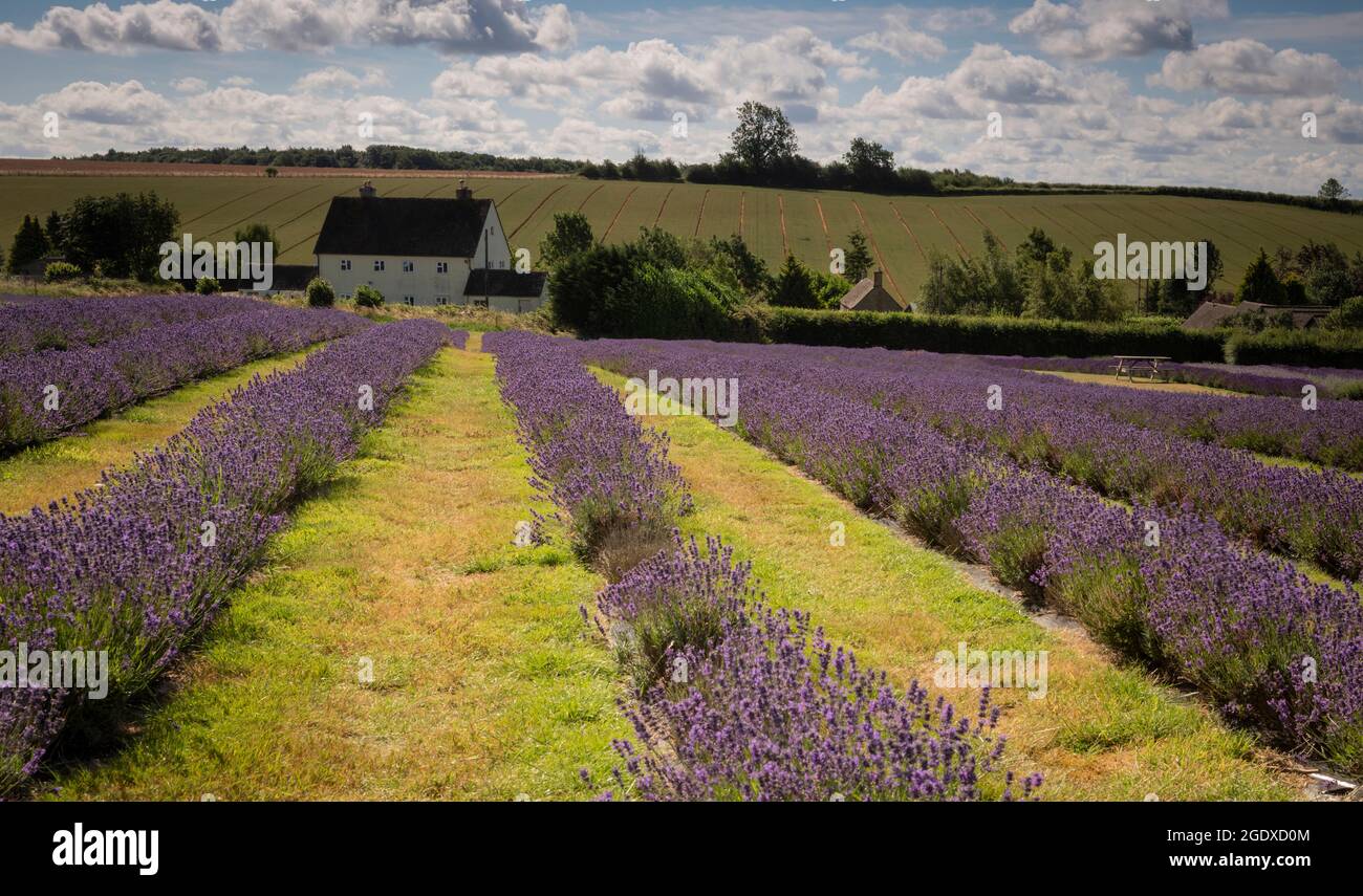 Spätsommer auf einer Lavendelfarm in den Cotswolds, mit Lavendel in voller Blüte. Stockfoto