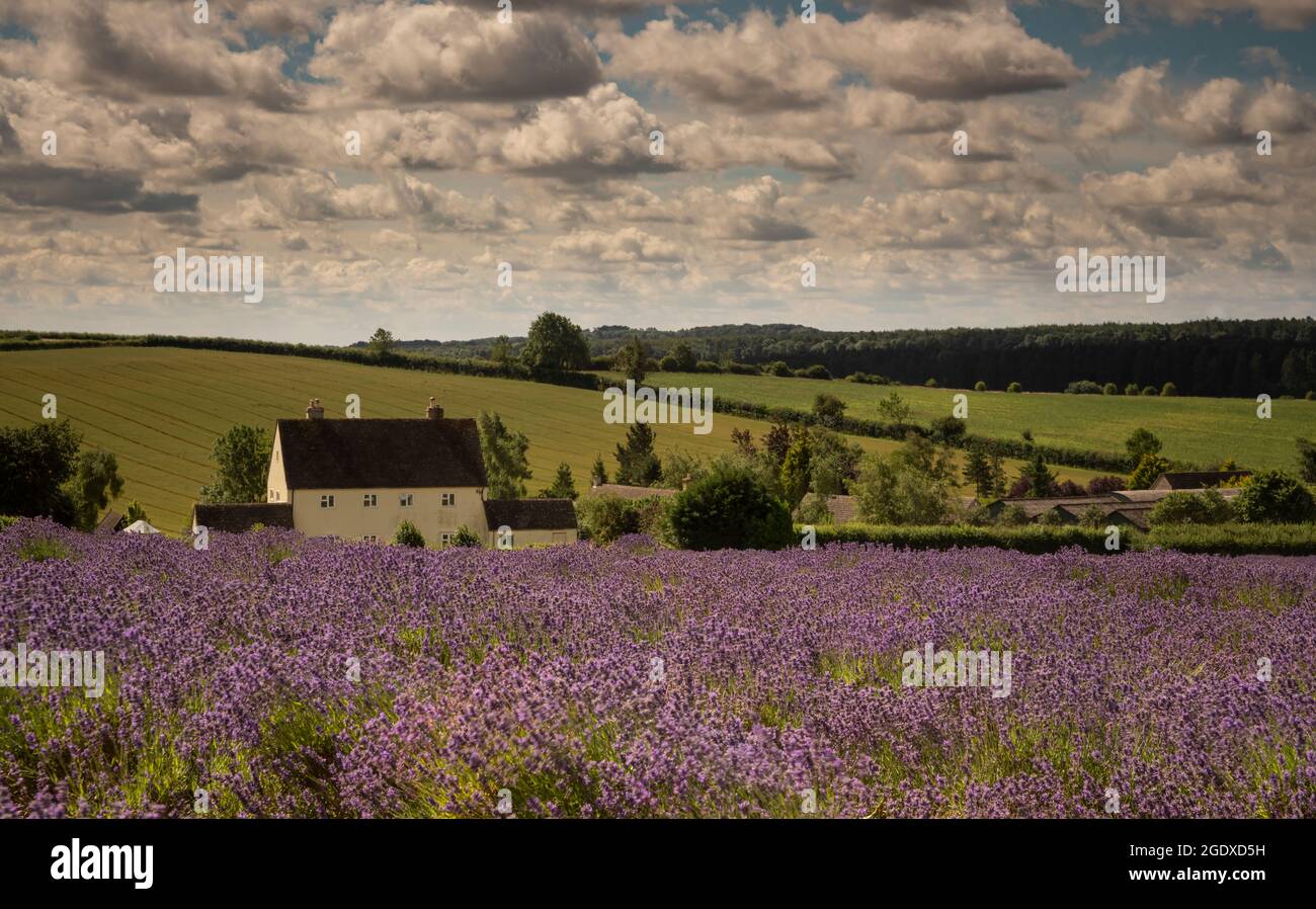 Spätsommer auf einer Lavendelfarm in den Cotswolds, mit Lavendel in voller Blüte. Stockfoto