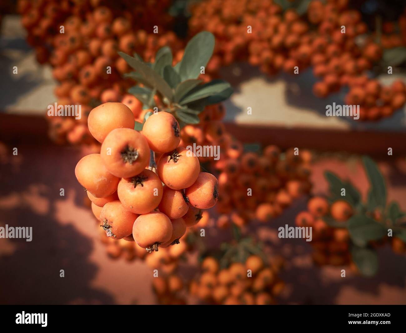 Strauß von Firethorn-Beeren in den Strahlen der Herbstsonne Stockfoto