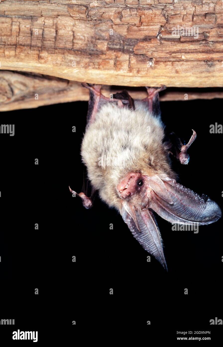 Sibirische oder Ognevs Langohrfledermaus (Plecotus ognevi), Westsibirien, Russland. Stockfoto