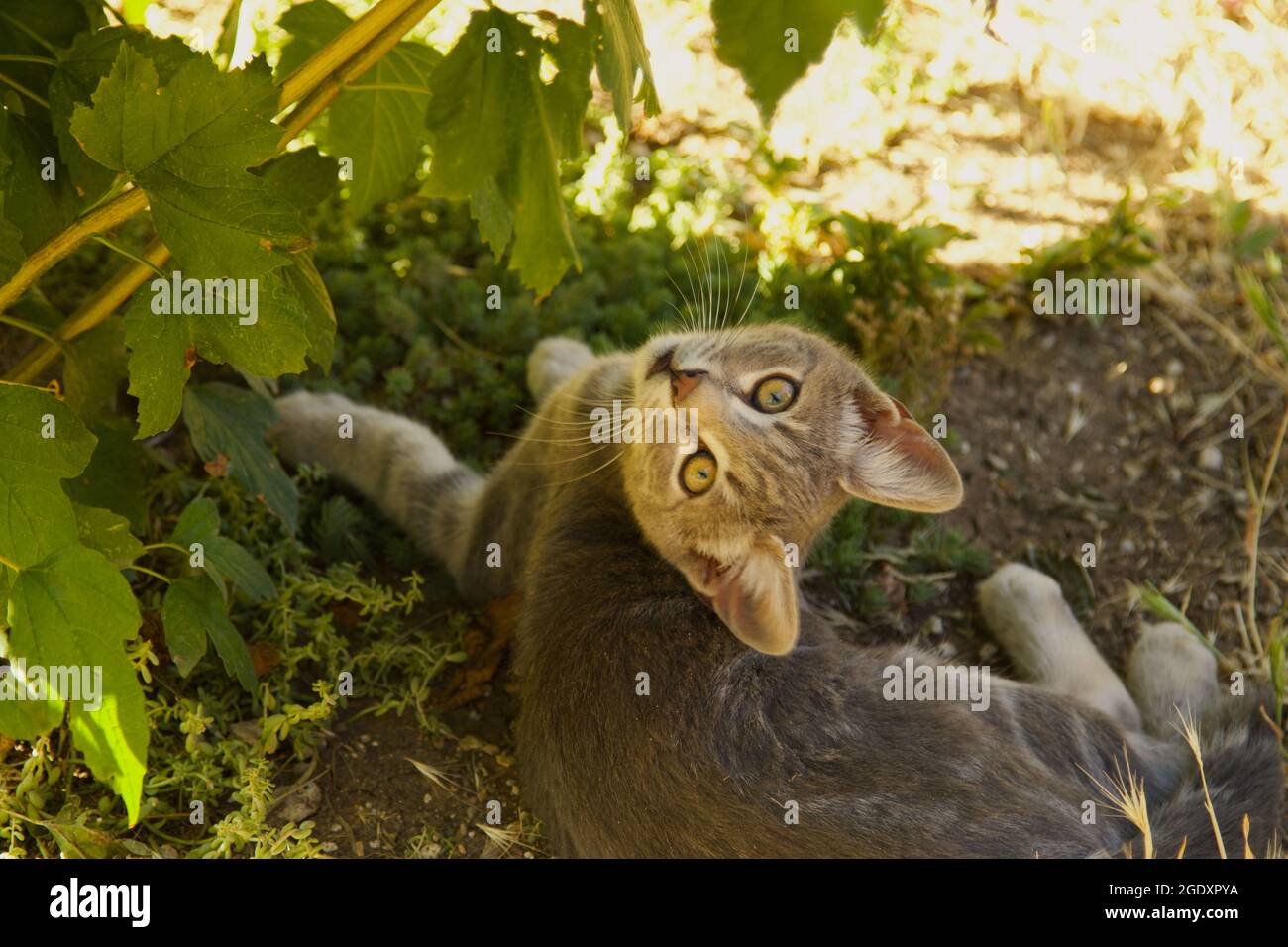 Niedliche Babykatze, die im Garten spielt Stockfoto