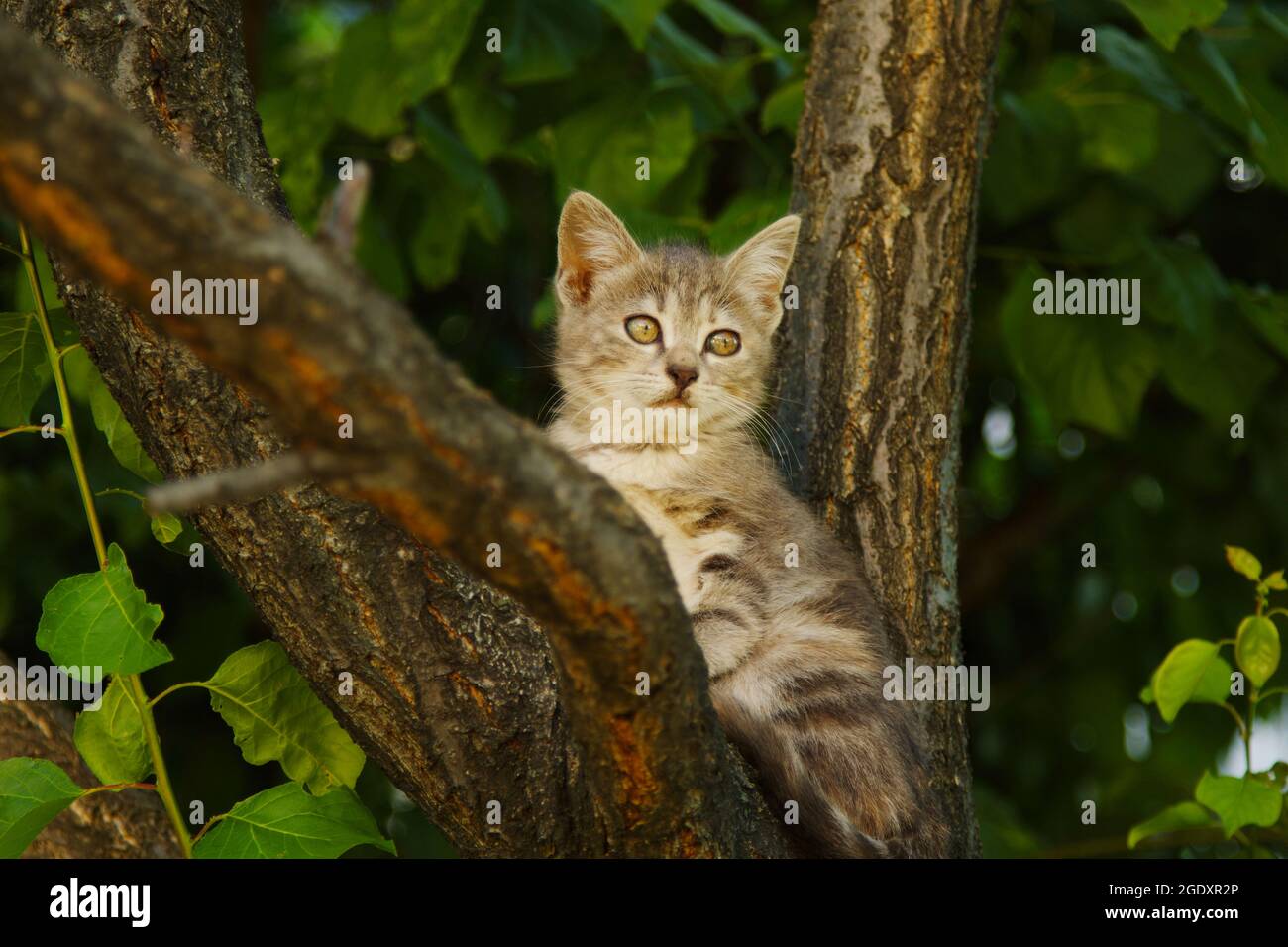 Niedliche Babykatze auf einem Baum Stockfoto