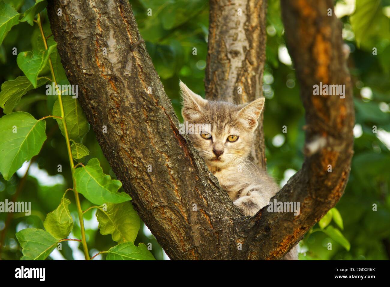 Niedliche Babykatze auf einem Baum Stockfoto