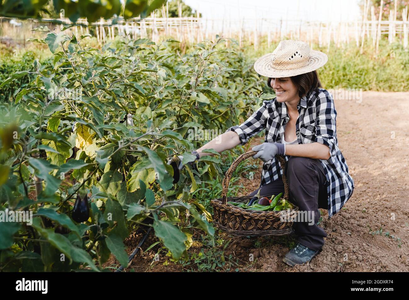 Hispanische Bäuerin, die im städtischen Garten arbeitet und frische Auberginen und Gemüse erntet - Fokus auf Gesicht Stockfoto