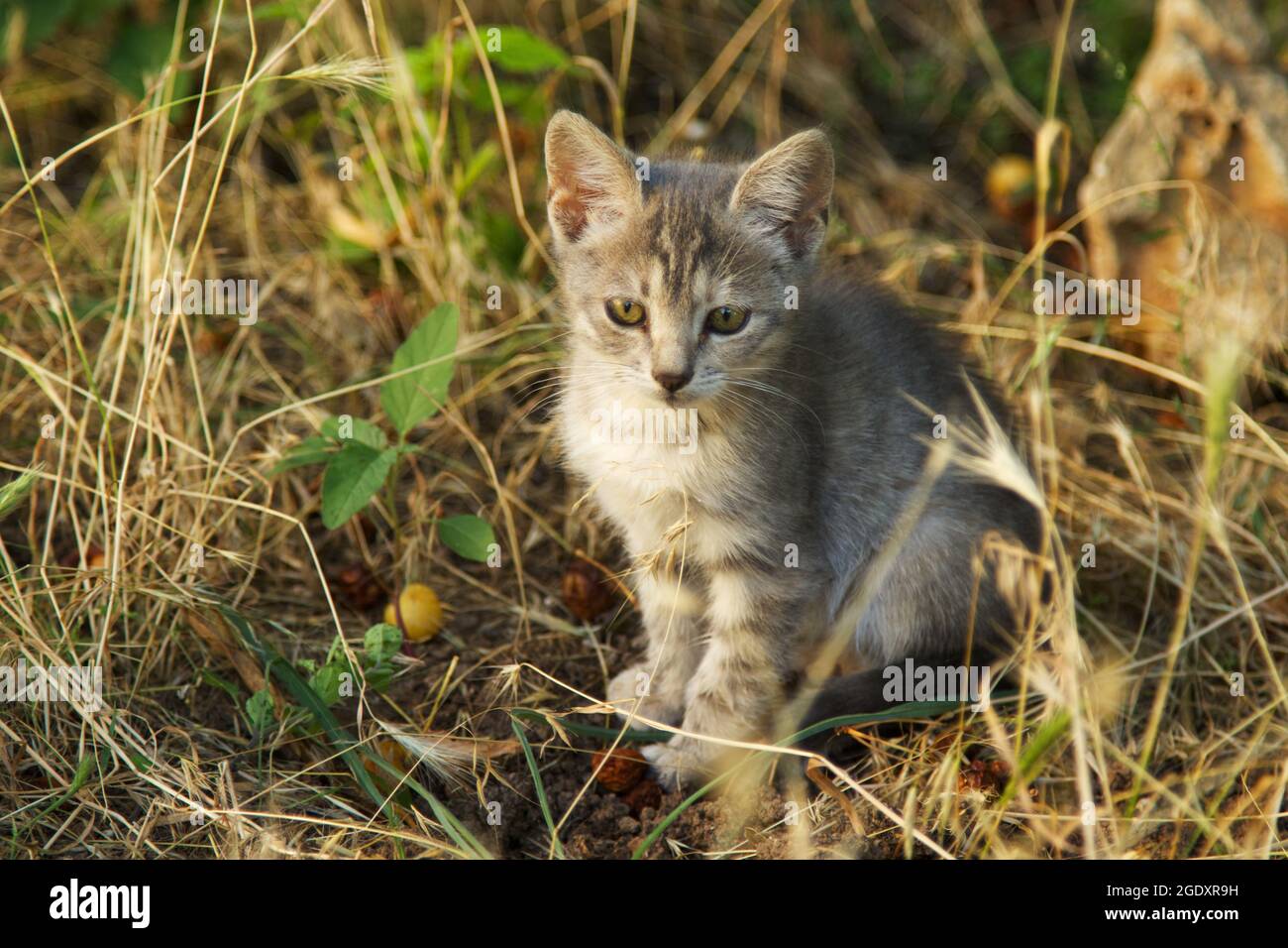 Niedliche Babykatze, die im Garten spielt Stockfoto