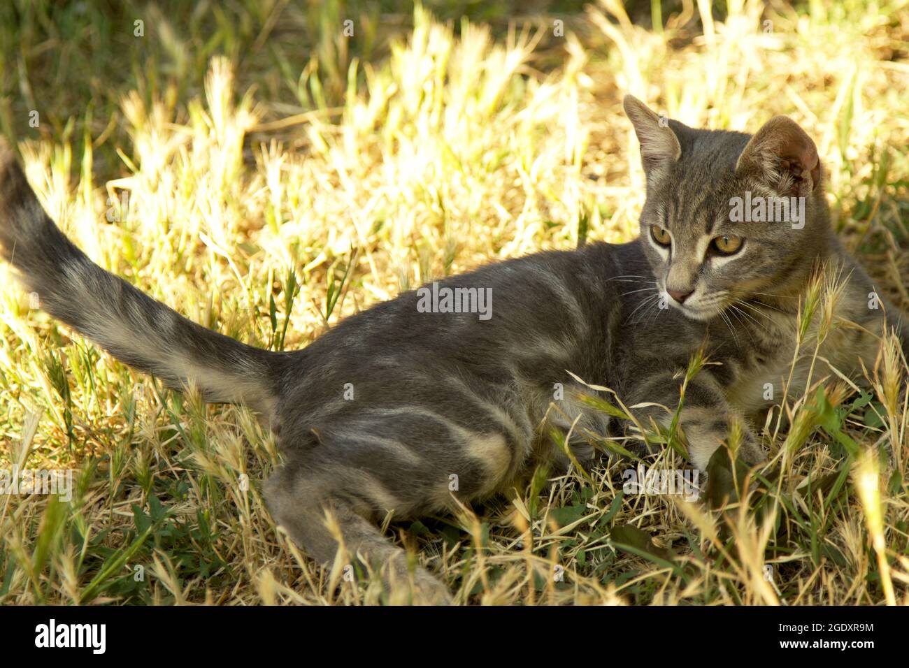 Niedliche Babykatze, die im Garten spielt Stockfoto