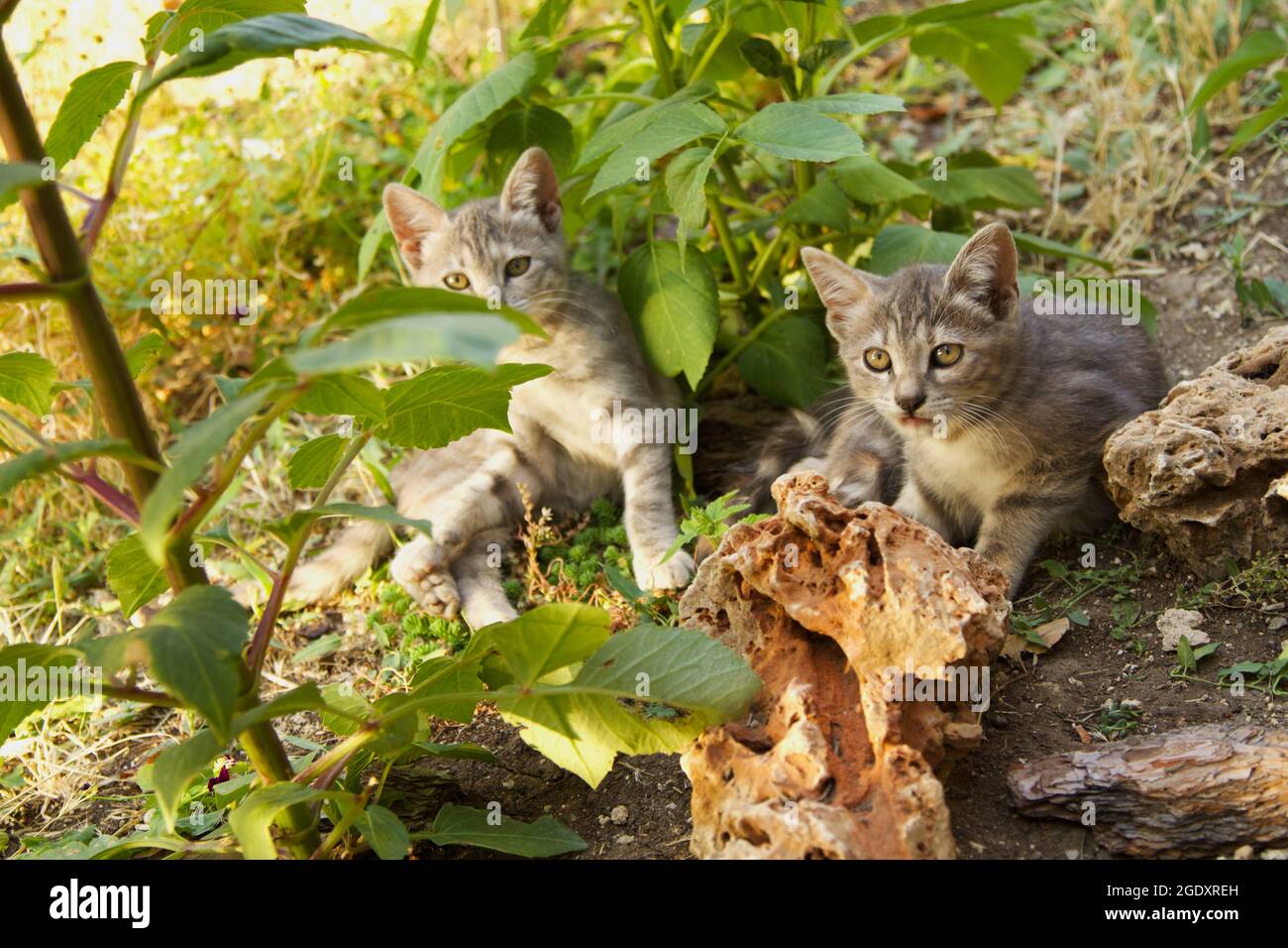 Niedliche Babykatze, die im Garten spielt Stockfoto