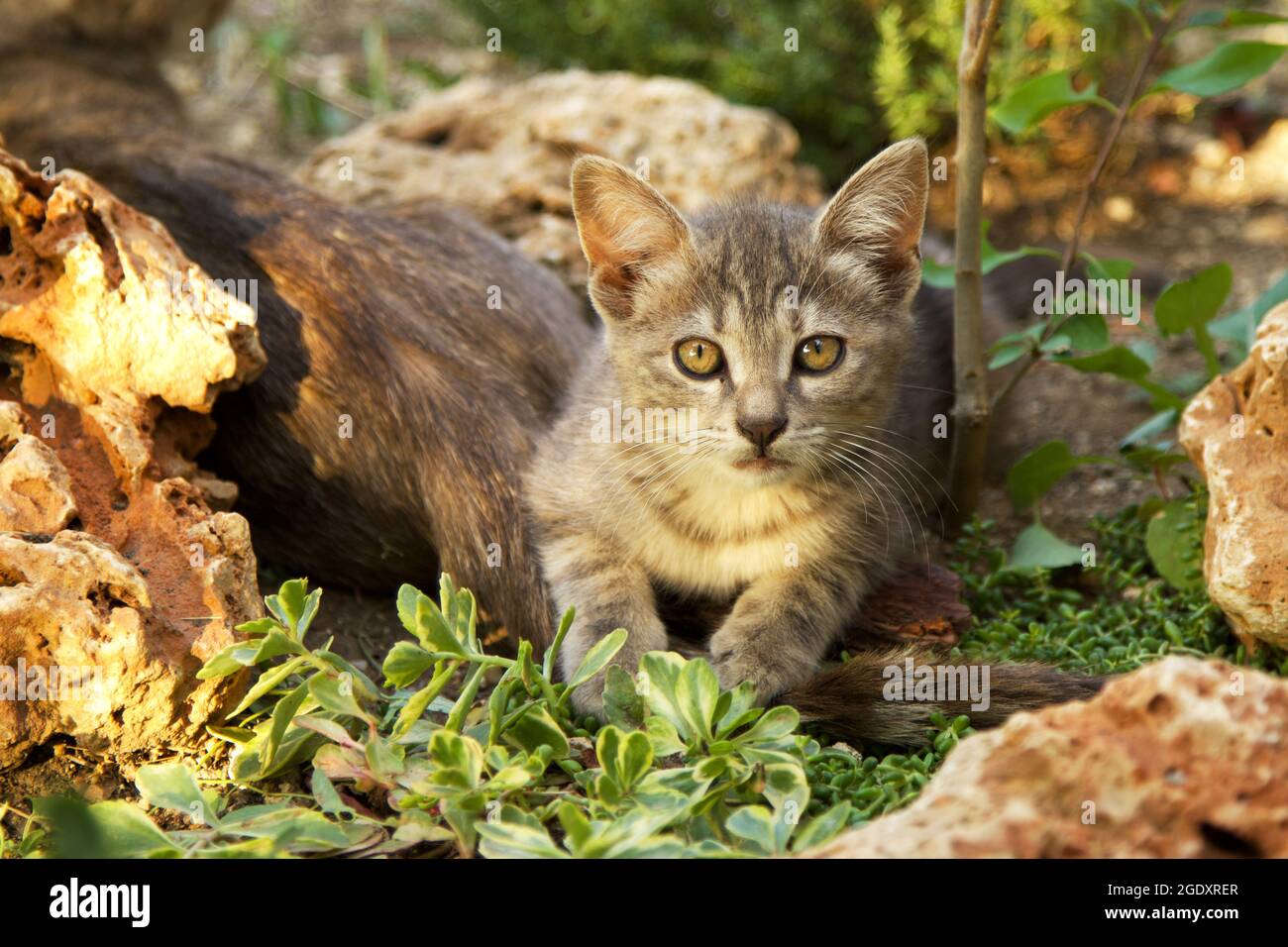 Niedliche Babykatze, die im Garten spielt Stockfoto
