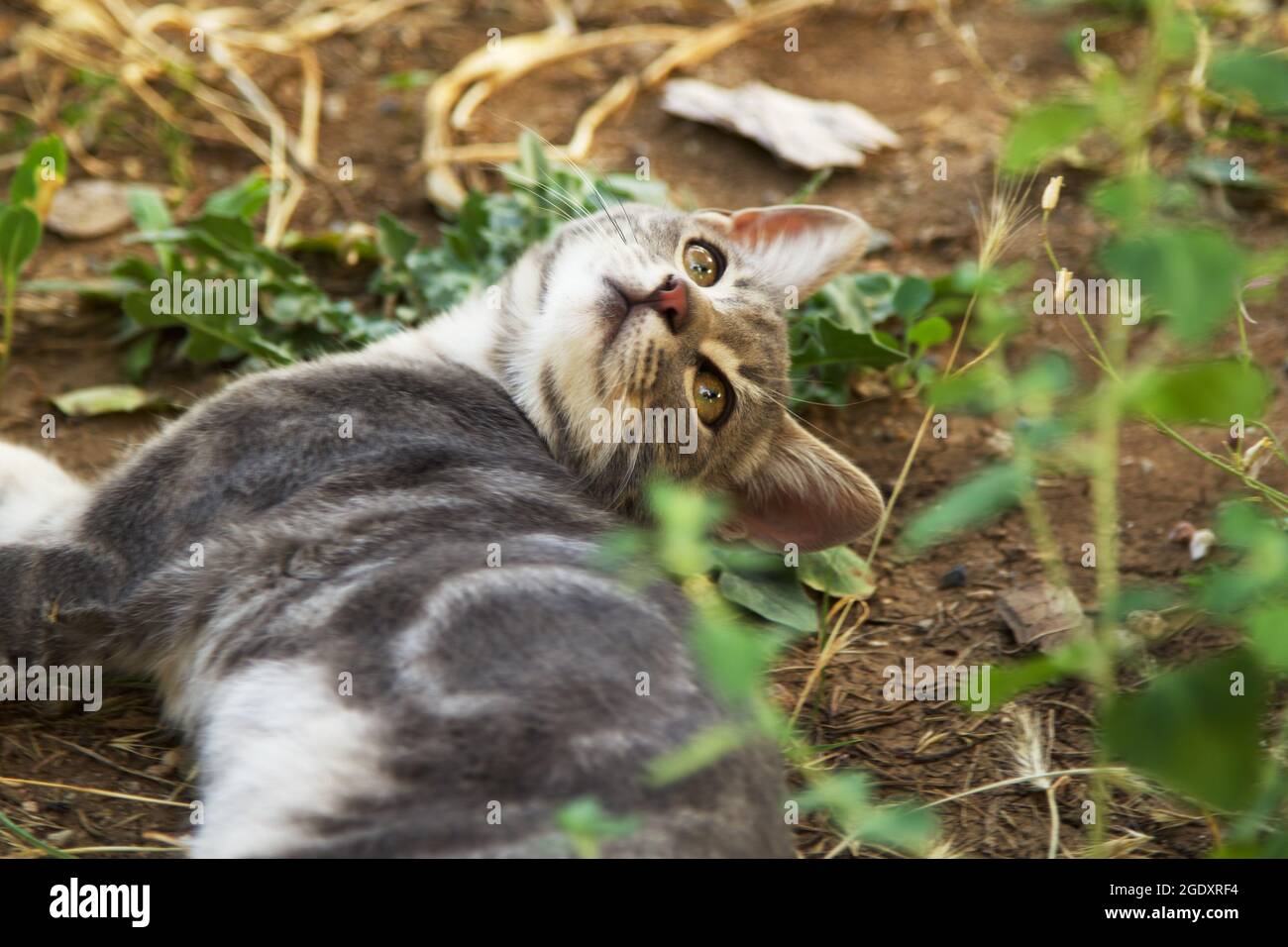 Niedliche Babykatze, die im Garten spielt Stockfoto