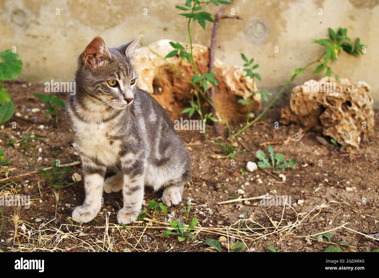 Niedliche Babykatze, die im Garten spielt Stockfoto