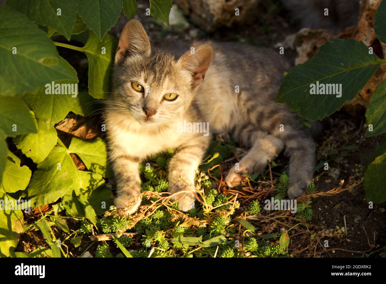Niedliche Babykatze, die im Garten spielt Stockfoto