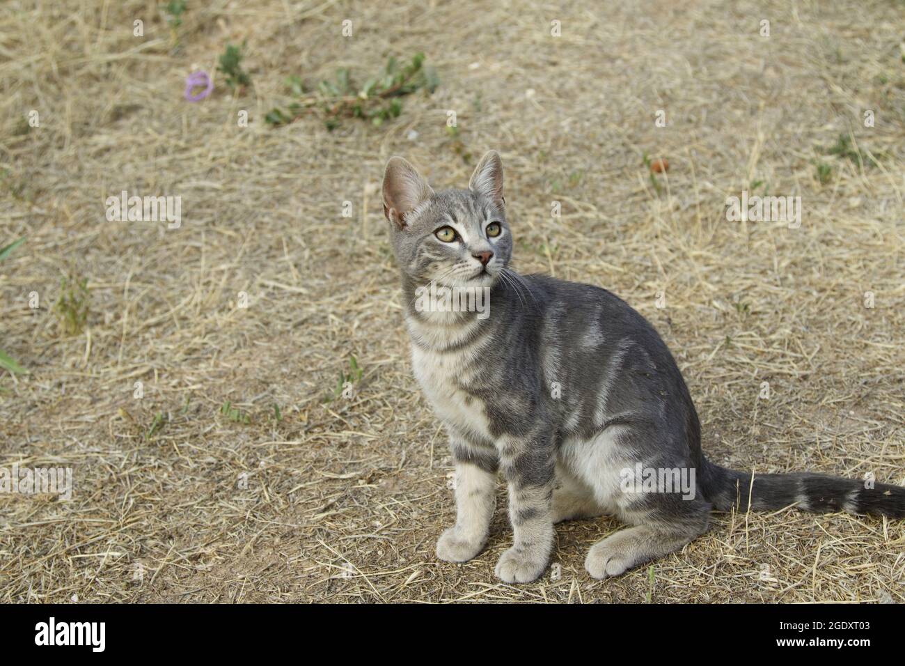 Niedliche Babykatze, die im Garten spielt Stockfoto