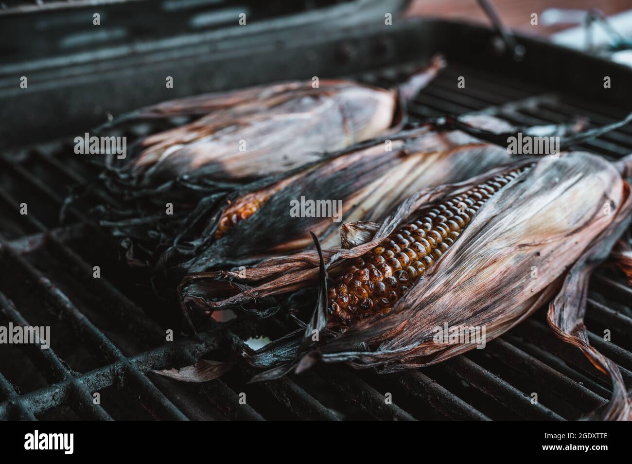 Leicht verkohlter Mais auf dem Maiskolben mit Schale auf einem Grillrost Stockfoto