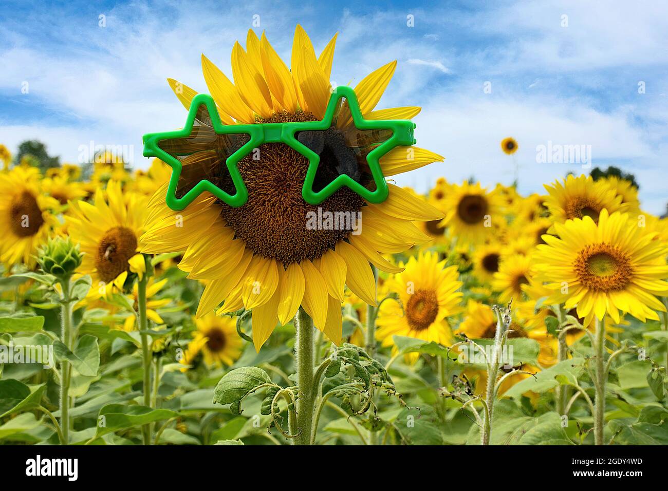Gelbe Sonnenblume mit grüner Sternsonnenbrille im Sonnenblumenfeld von Michigan Stockfoto