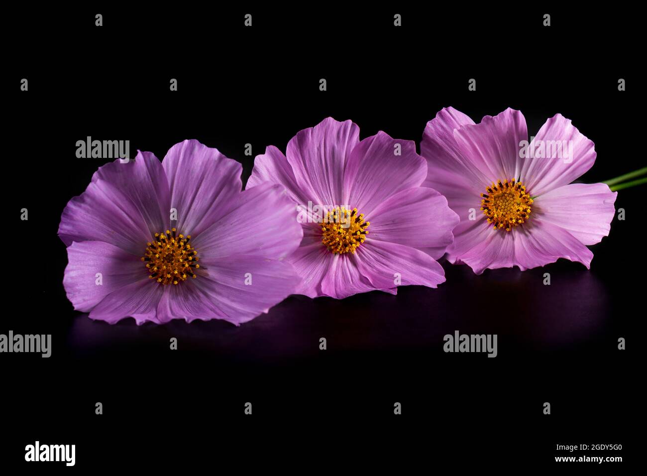 Rosa Cosmos Blume (Cosmos Bipinnatus) auf schwarzem Hintergrund. Poster. Stockfoto