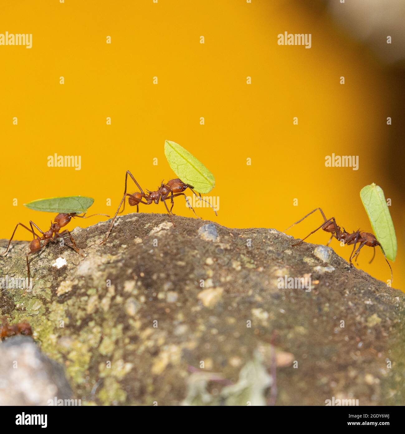 Nahaufnahme der Ants von Leafcutter, die ein Beispiel für ständige Arbeit und Teamarbeit sind. Stockfoto