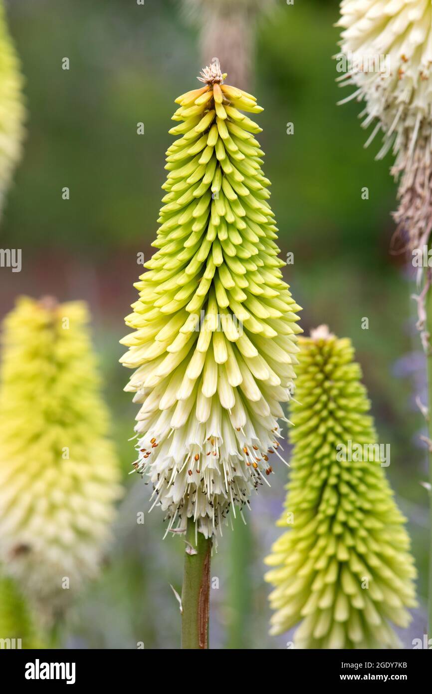 Kniphofia ' Ice Queen' Stockfoto