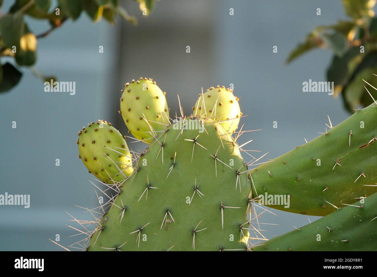 Kaktusbirne (Opuntia ficus-indica) mit noch grünen Feigen Stockfoto