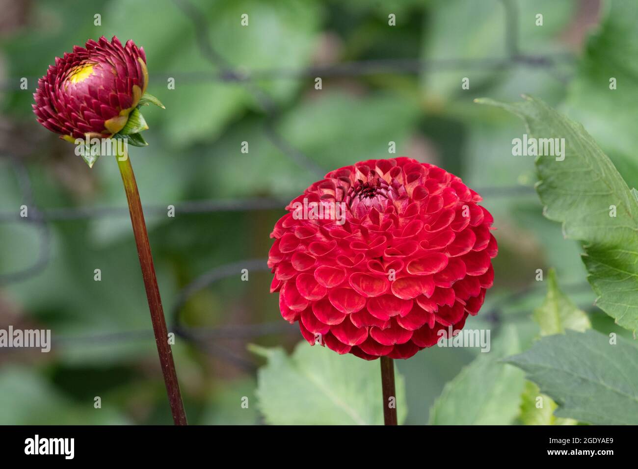 Dahlia Ryecroft Blackberry Stockfoto