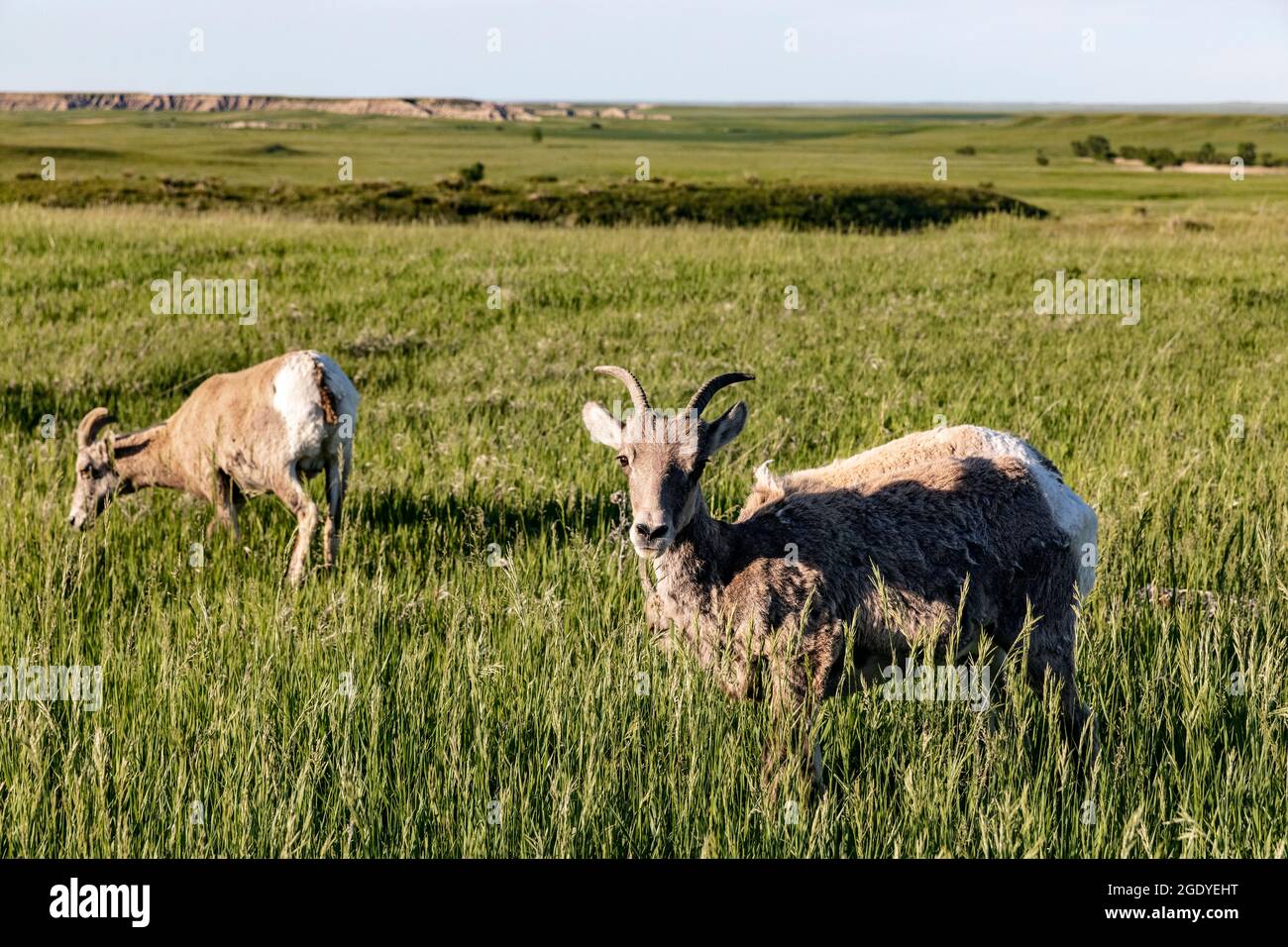 SD00409-00..... SOUTH DAKOTA - Big Horn Schafe, Ovis canadensis, Badlands National Park. Stockfoto