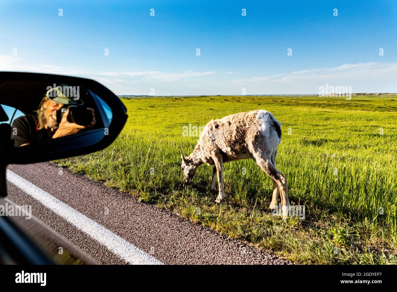 SD00410-00..... SOUTH DAKOTA - Big Horn Schafe, Ovis canadensis, Badlands National Park. Stockfoto