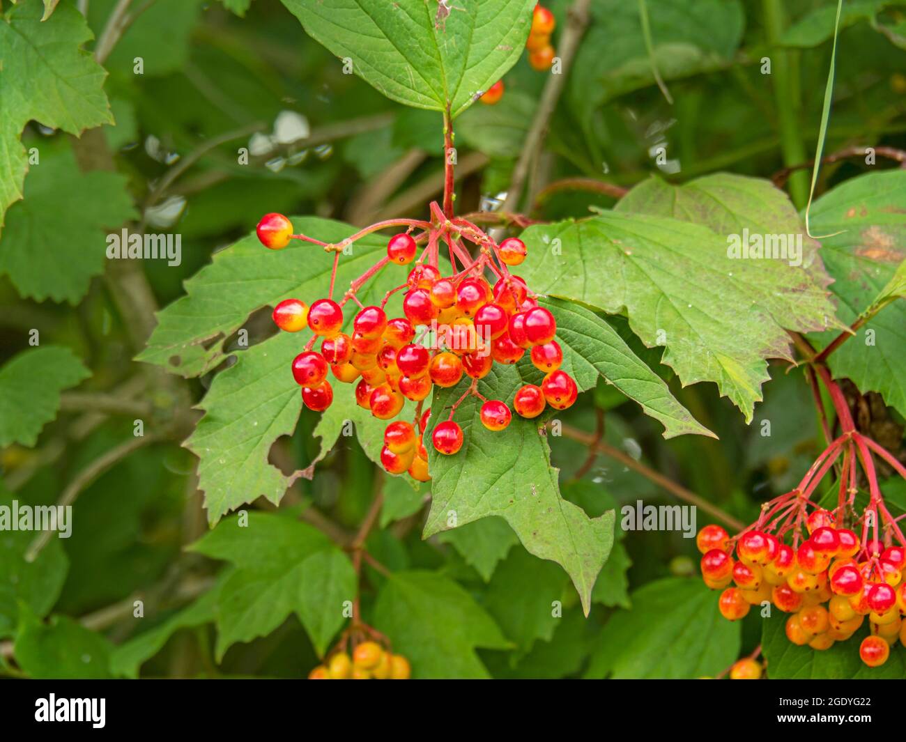 Rote und orangefarbene Beeren der Gelderrose, Viburnum opulus Stockfoto