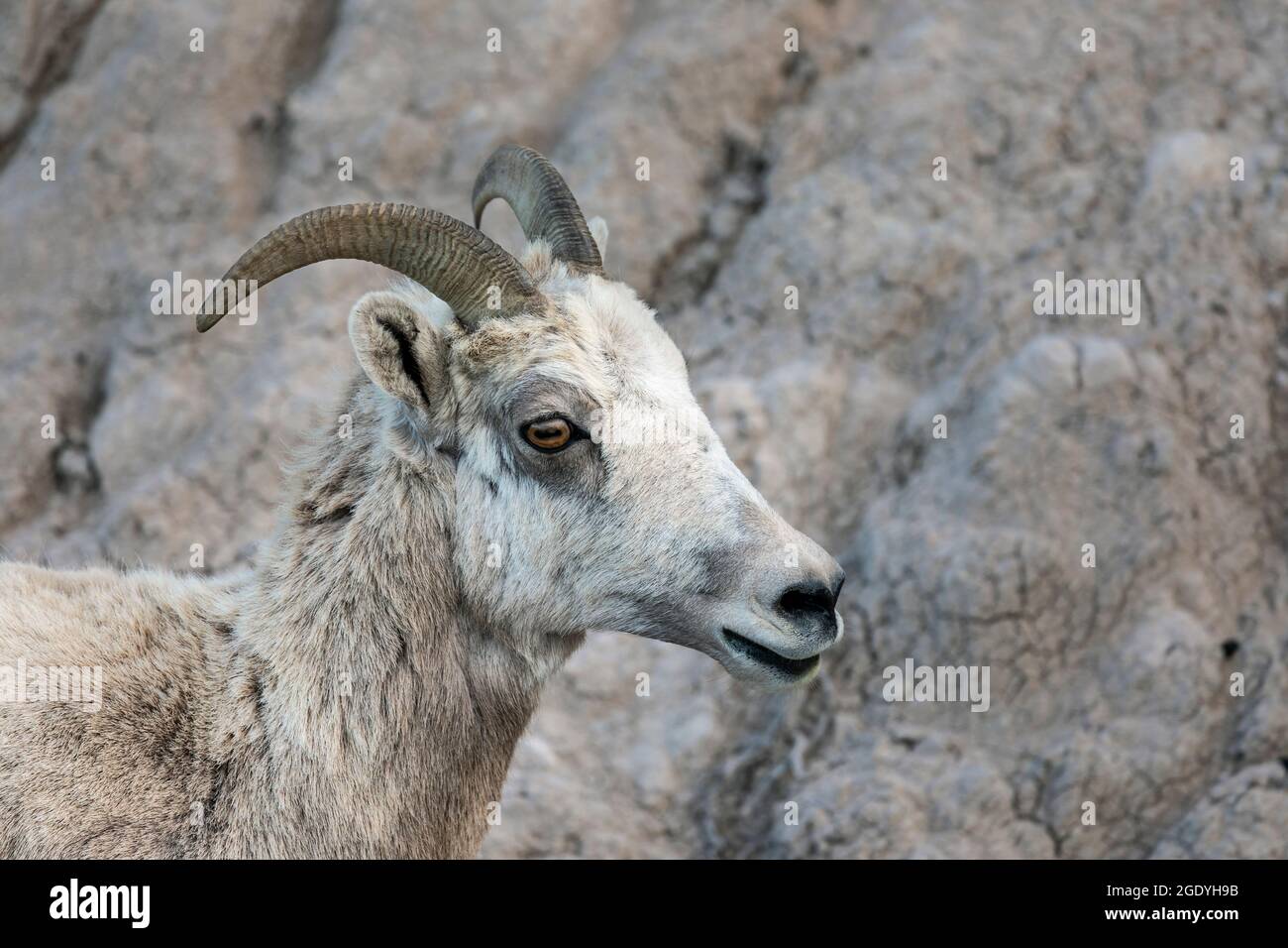 SD00447-00....SOUTH DAKOTA - Bergschafe (weiblich) im Badlands National Park. Stockfoto