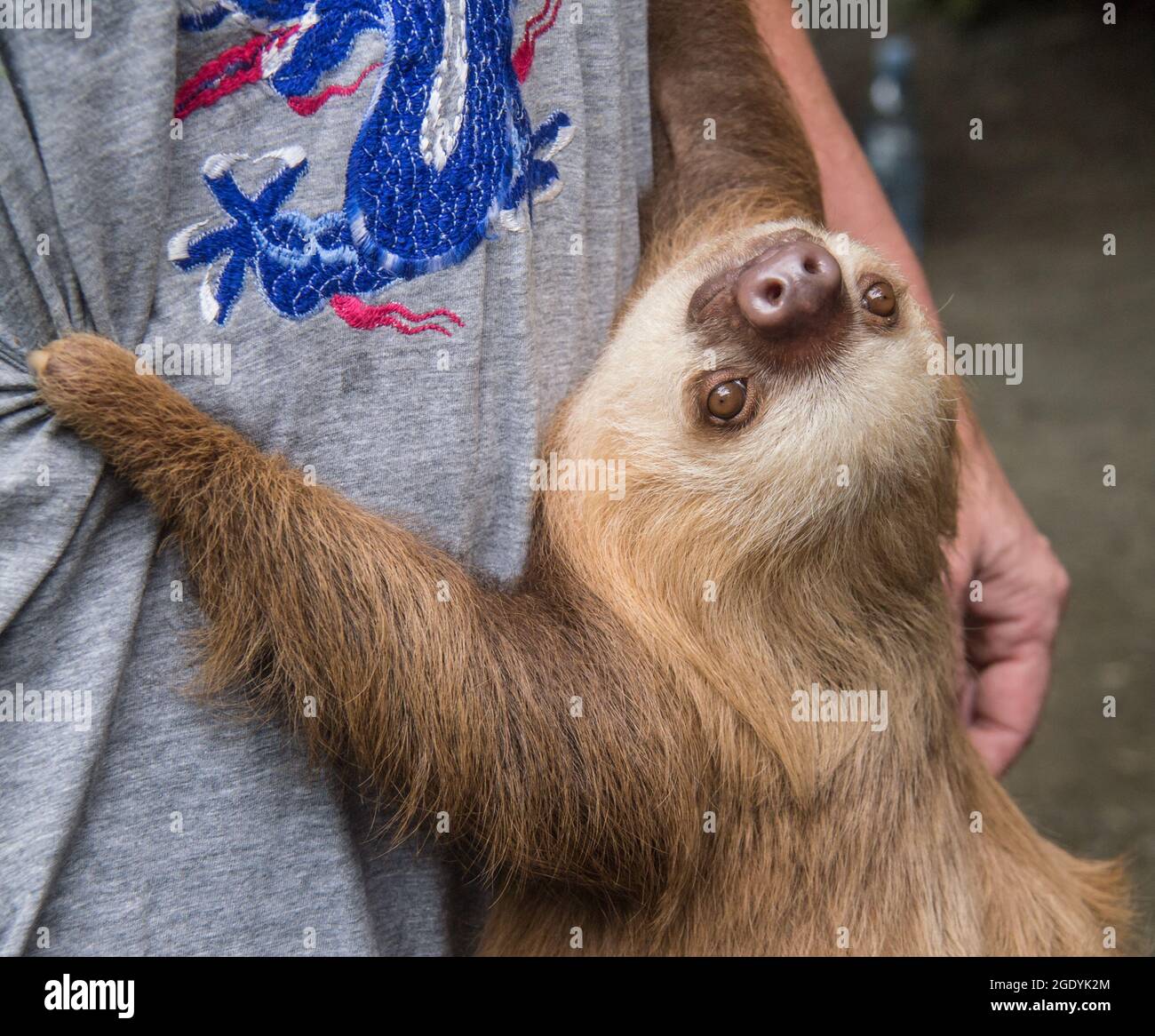 Hoffmanns zweizärbiger Sloth (Choloepus hoffmann) klammert sich an das Hemd eines Arbeiters im Jaguar Rescue Center, Costa Rica. Stockfoto