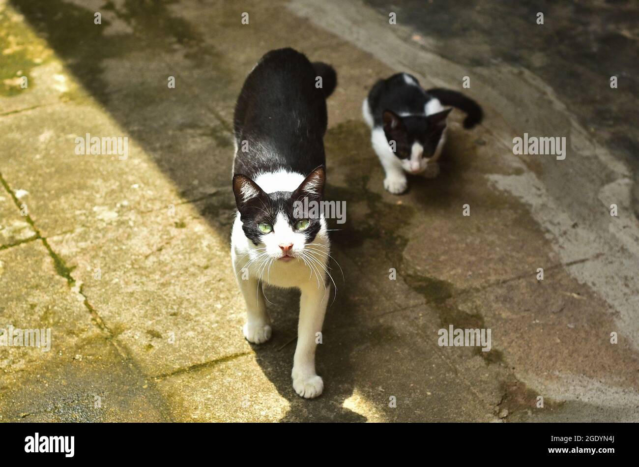 Nette Katze und Kätzchen, die zur Kamera schauen Stockfoto